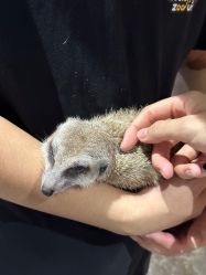 -Zoolung Zoolung动物主题公园(海信广场店)