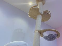 -爪爪喵星球·猫舍(前海卓越店)