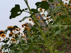 -长白岛森林公园