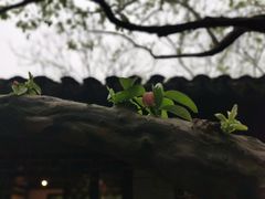 -秋霞圃