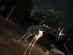-清迈夜间动物园