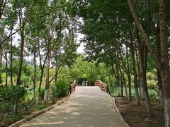 -塘沽森林公园