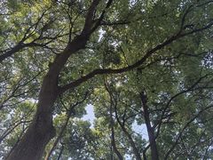 -羊山湖公园