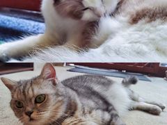 -猫友咖啡店(玉林西路店)