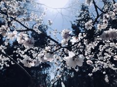 -朝阳公园