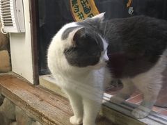 -猫咪博物馆(顶澳仔猫街店)