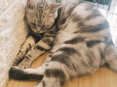 -平行世界·猫咖(首经贸店)