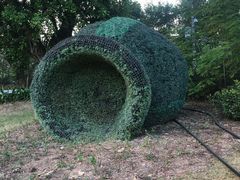 -银湖山郊野公园-相思林