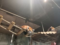 -Zoolung Zoolung动物主题公园(海信广场店)