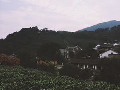 -龙井村