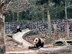 -都江堰中华大熊猫苑