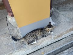 -龙华素斋(龙华路店)