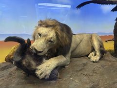 -国家自然博物馆