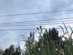-小皓村