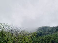 -天目山大树王景区