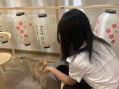 -柴迷FANS CLUB·柴犬狗咖·猫咖