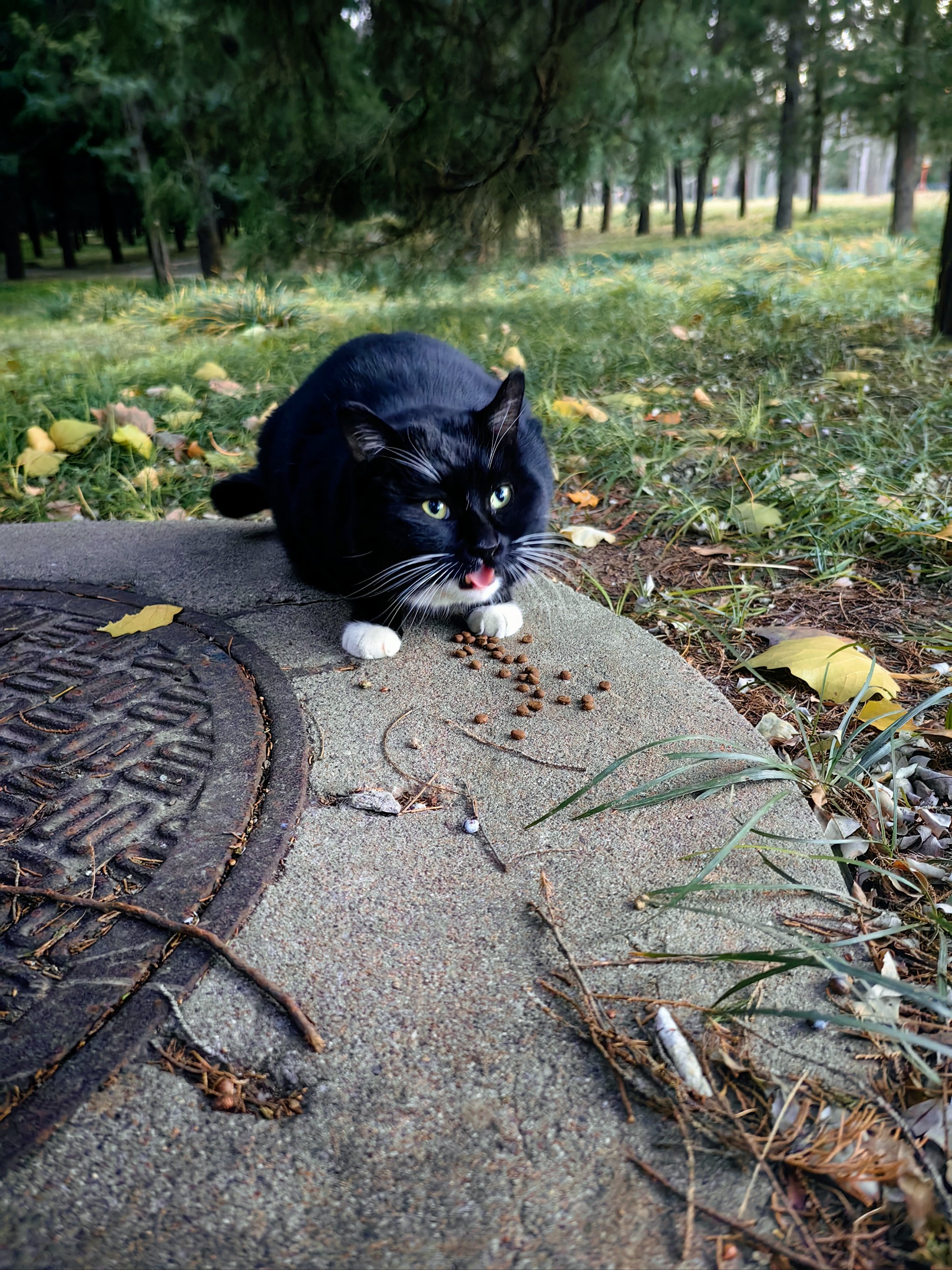 黑猫四蹄踏雪跟胸白图片