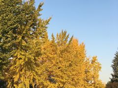 -莲花池公园