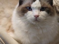 -飞行喵MR PILOT|猫舍·猫咖(静安大融城店)
