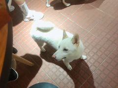 -柴犬高等学院·狗咖·柴犬售卖·宠物训练