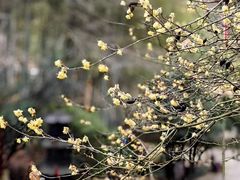 -新昌大佛寺文化旅游区