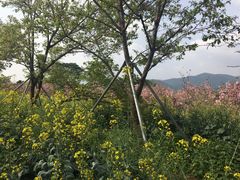 -天适樱花悠乐园