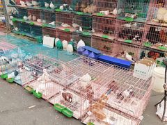 -哈尔滨道外花鸟鱼市场