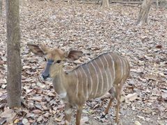 -清迈夜间动物园