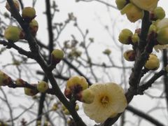 -香雪海