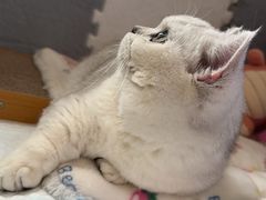 -翊宠yipet猫狗购宠庄园