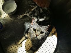 -PETKIT小佩宠物·低压洗护(国顺东路店)