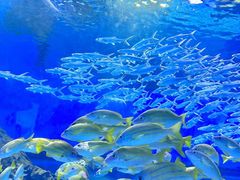 -海合安武汉极地海洋公园