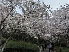 -红梅公园
