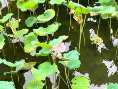 -荔湾湖公园
