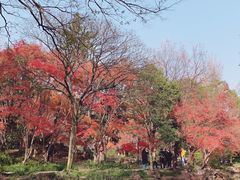 -秋霞圃