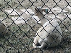 -北京麋鹿生态实验中心