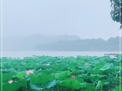 -湖畔居茶楼(湖滨店)