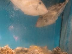 -桂马·日本料理·海胆·海鲜饭·酒场(民主广场店)