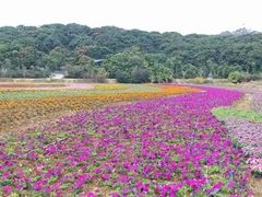 -清溪大王山森林公园