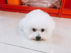 -乐琪宠物(青塔西路店)