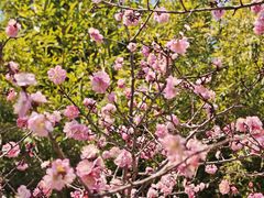 -泰山风景名胜区-普照寺