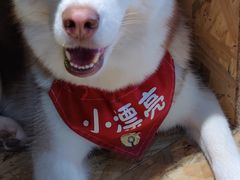 -Husky Go! 哈士奇体验馆·宠物咖啡厅狗咖