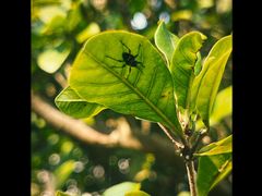 -中国科学院西双版纳热带植物园