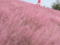 -羊亭河湿地公园