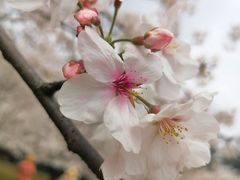 -苏州上方山国家森林公园