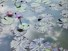 -云溪植物园