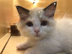 -momokira米努特·德文卷毛猫·棉花面纱犬