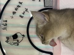 -瑞派康怡24h宠物医院·犬猫医疗中心·微创绝育(瑞景分院)