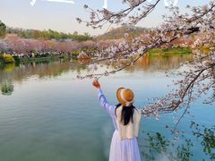 -东湖磨山景区樱花园-停车场