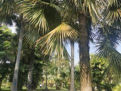 -中国科学院西双版纳热带植物园
